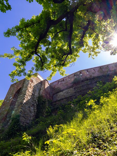 Vista del muro di fortificazione sullo Schlossberg a Graz circondato dagli alberi. | © Graz Tourismus - Harry Schiffer