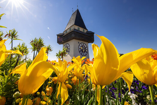 Farbenfrohe Tulpenblüten vor dem Uhrturm am Grazer Schlossberg. | © Graz Tourismus - Harry Schiffer