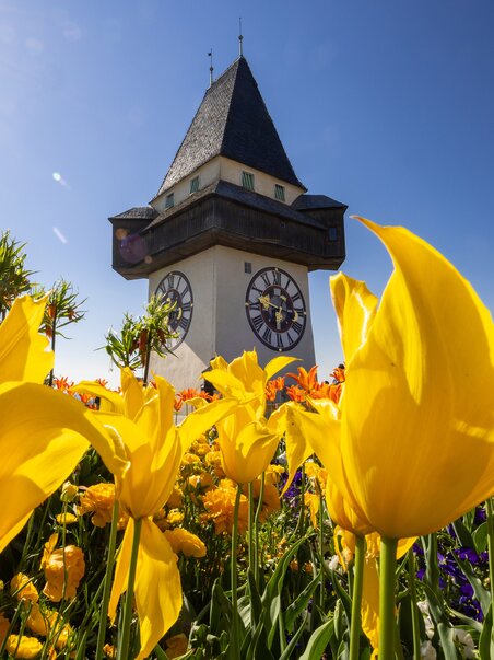 Farbenfrohe Tulpenblüten vor dem Uhrturm am Grazer Schlossberg. | © Graz Tourismus - Harry Schiffer