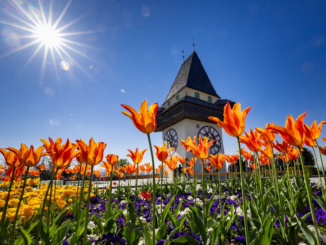Primavera colorata con tulipani arancioni e la torre dell'orologio a Graz. | © Graz Tourismus - Harry Schiffer