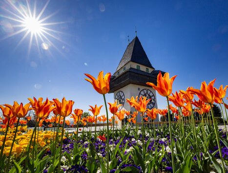 Bunter Frühling mit orangefarbenen Tulpen und dem Uhrturm in Graz. | © Graz Tourismus - Harry Schiffer