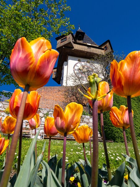 Colorful tulips with the clock tower of Graz in the background. | © Graz Tourismus - Harry Schiffer