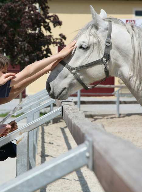 Eine Gruppe von Kindern berührt vorsichtig einen Lipizzaner | © SHS-LipizzanergestütPiberGöR