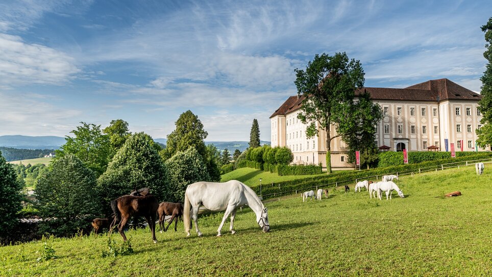 Weißes und braunes Pferd grasen vor dem Schloss Piber | © Lipizzanerheimat-Die Abbilderei