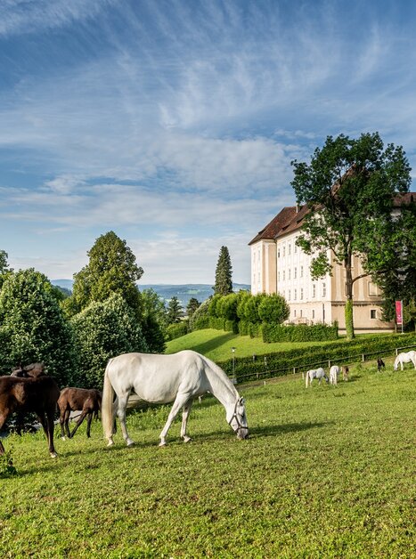 Weißes und braunes Pferd grasen vor dem Schloss Piber | © Lipizzanerheimat-Die Abbilderei