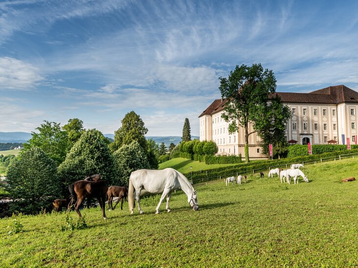 Weißes und braunes Pferd grasen vor dem Schloss Piber | © Lipizzanerheimat-Die Abbilderei