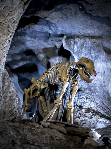Scheletro di un animale preistorico nella Lurgrotte Peggau illuminato da faretti. | © Region Graz - Tom Lamm