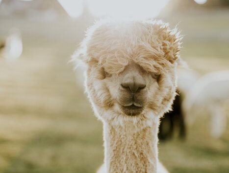 Ein Alpaka schaut freundlich in die Kamera, umgeben von sanfter Natur. | © dieSonne