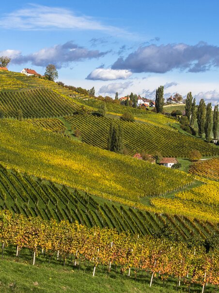 Weinberge in der Südsteiermark, üppige grüne Landschaft im Herbst. | © Steiermark Tourismus - Harry Schiffer