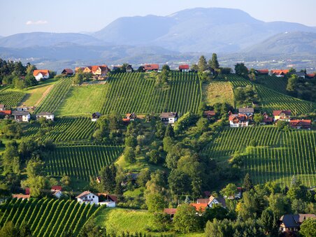 Dolci colline dello Schilcherland con vigneti e case tradizionali – paesaggio tipico della regione vinicola della Stiria occidentale. | © Steiermark Tourismus - Harry Schiffer