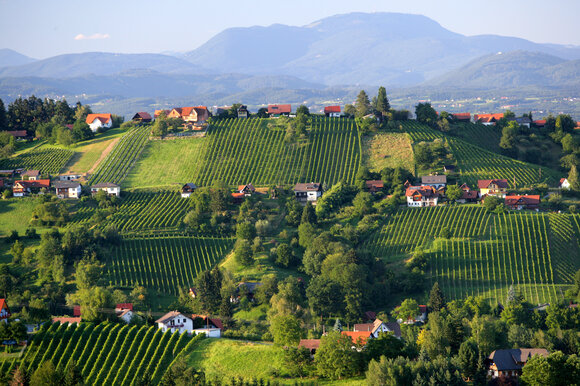 Sanfte Hügellandschaft im Schilcherland mit traditionellen Häusern und Weingärten – typische Weinregion der Weststeiermark. | © Steiermark Tourismus - Harry Schiffer