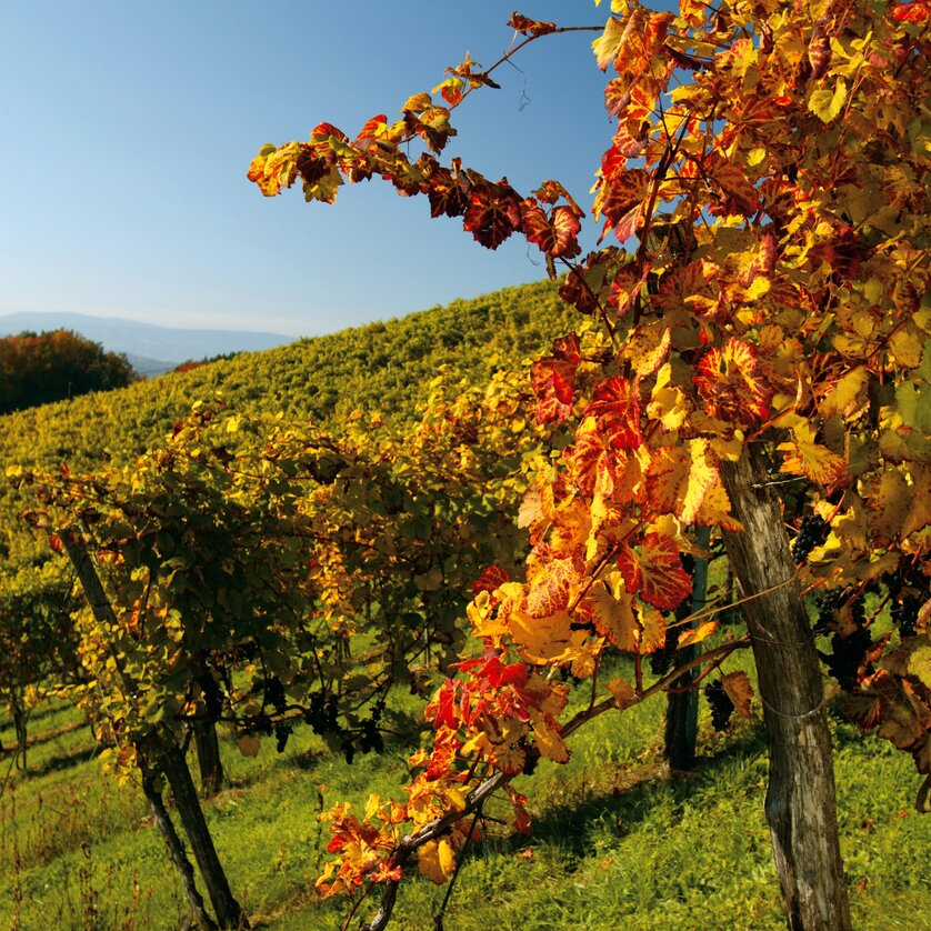 Farbenfrohe Weinreben in einem herbstlichen Weingarten unter blauem Himmel. | © Steiermark Tourismus - Harry Schiffer