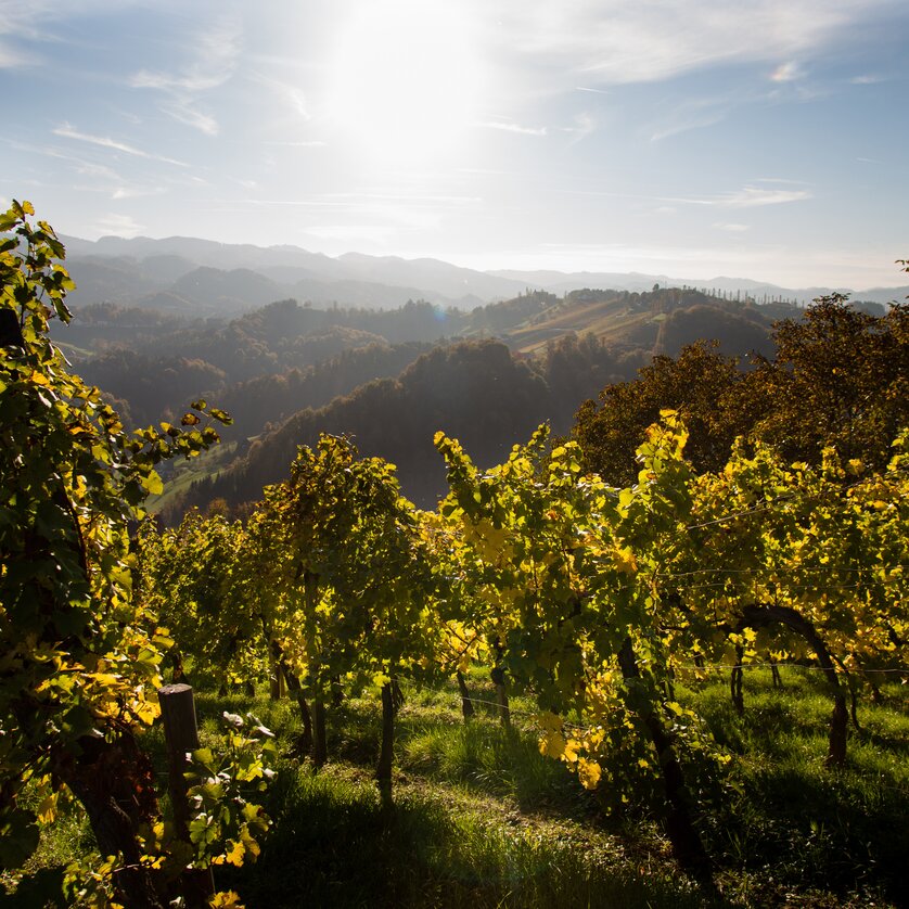Vineyards against a majestic mountain backdrop at sunrise. | © Graz Tourismus - Harry Schiffer