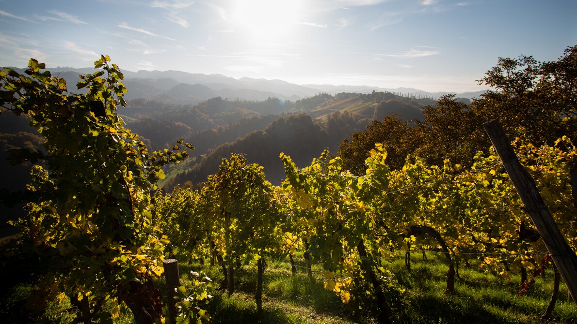 Weinreben vor majestätischer Berglandschaft bei Sonnenaufgang. | © Graz Tourismus - Harry Schiffer