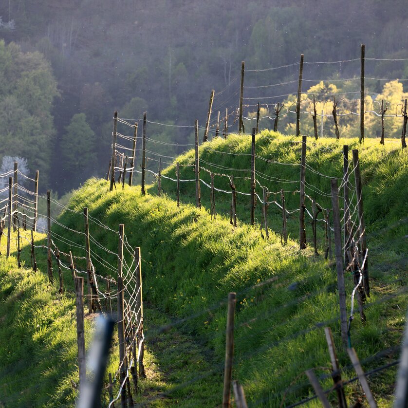Field of grapevines on gentle hills, illuminated by the morning sun. | © Vino Cool - Schiffer