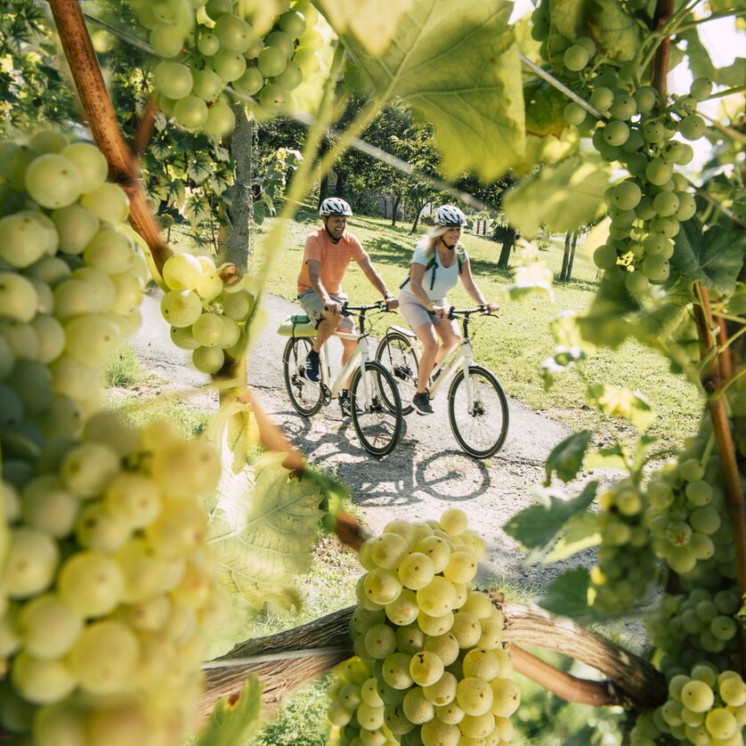 Zwei Personen auf Fahrrädern inmitten von Weinreben. | © Österreich Werbung - Bernhard Bergmann