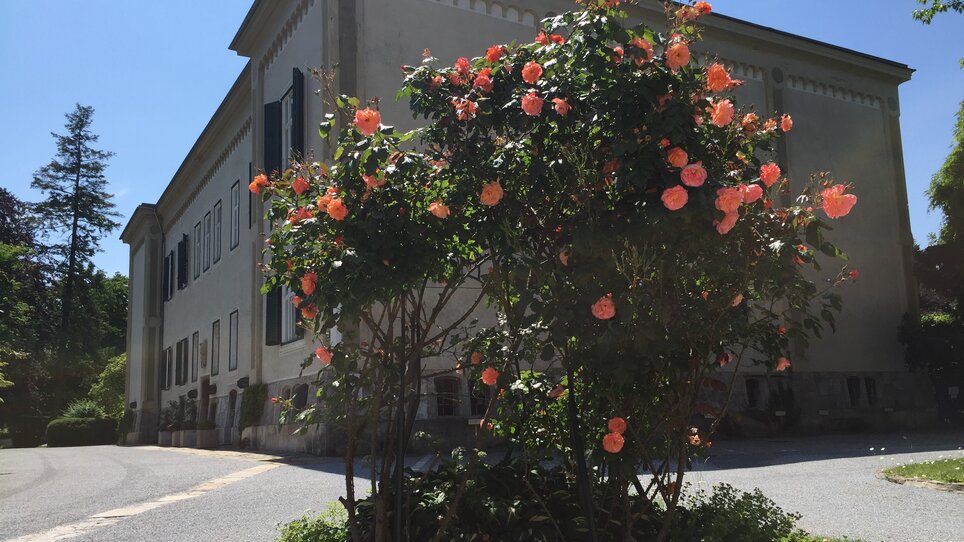 Cespo di rose fiorite davanti a un edificio. | © GrazRentals